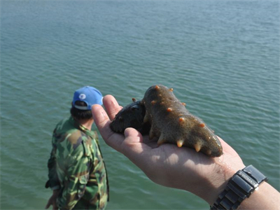 青瓜海参汤的做法视频(青瓜海参汤的做法视频窍门)