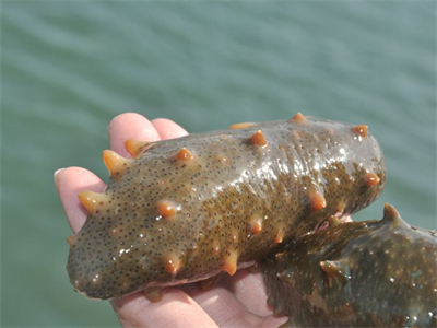 鲍鱼海参鸭汤的做法？鲍鱼海参排骨汤的做法