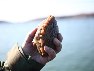 鲍鱼青椒海参捞饭的做法？鲍鱼青椒海参捞饭的做法窍门