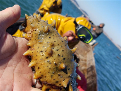 鲍鱼海参捞饭的做法视频 鲍鱼海参排骨汤的做法