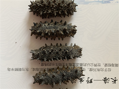 海参虾仁蒸蛋的做法大全？海参虾仁粥的家常做法