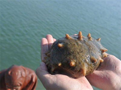 红烧海参加鲍鱼的做法 红烧海参加鲍鱼的做法窍门