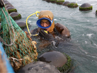 冷水泡海参的做法？冷水泡海参的做法视频