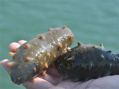 海参的做法油焖大虾，海参的做法油焖大虾窍门