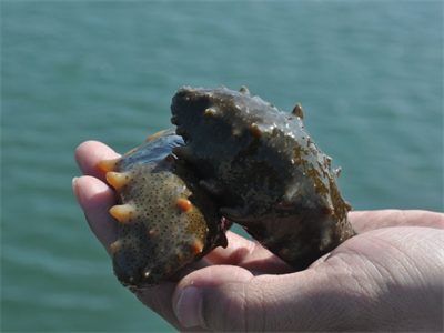 海参牛奶虾汤的做法？海参牛奶虾汤的做法窍门