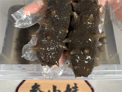 肉泥海参的做法视频(肉泥海参的做法视频大全)