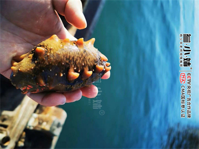 海参豆豉蒸鸡翅的做法 海参豆豉蒸鸡翅的做法窍门