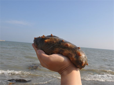 海参馅水饺的家常做法(海参馅水饺的家常做法窍门)