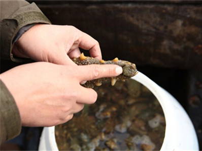 日式海参生鱼片的做法？日式海参生鱼片的做法视频