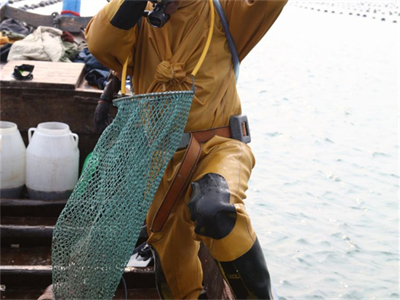 海参海鲜粉丝煲的做法？海参海鲜粉丝煲的做法窍门