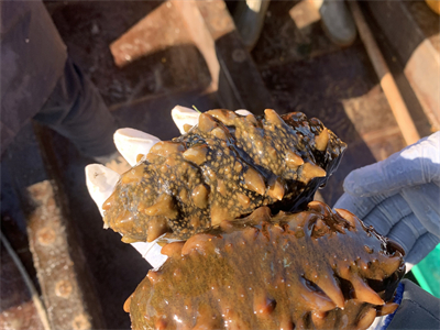 葱烧海参斑的做法 葱油海参斑的做法大全