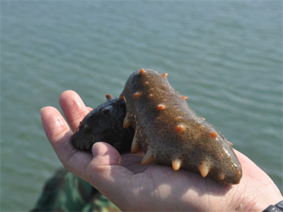 海参豆浆饼的做法？海参豆浆饼的做法窍门