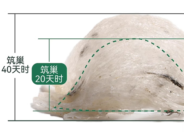 怀孕必须吃燕窝吗(怀孕早期吃燕窝好吗)