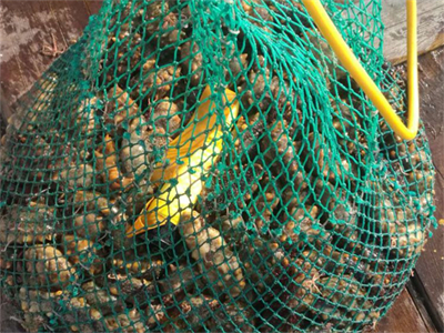 海参卵的做法干，海参卵的吃法