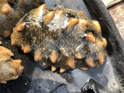 香菇海参虾的家常做法大全，香菇海参虾的家常做法大全窍门