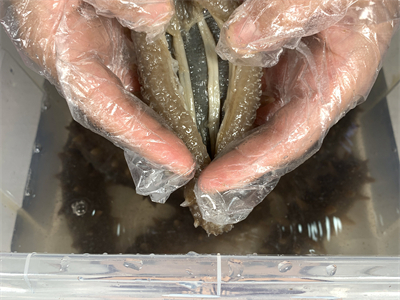 清蒸海参斑鱼的正确做法，清蒸海参的做法视频