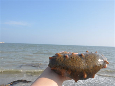 鲍鱼焖海参鸡的做法 鲍鱼焖海参鸡的做法窍门