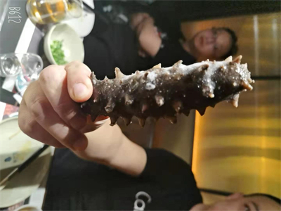 石斑海参鱼的做法大全 海参石斑鱼的营养价值