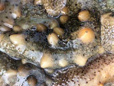 海参香菇的做法？海参香菇的做法大全