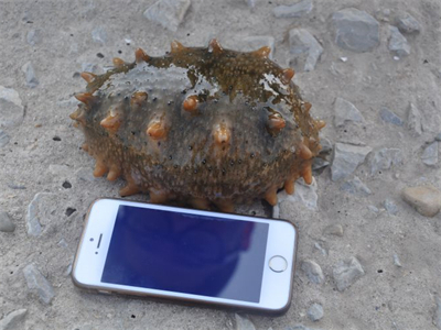 海参鲍鱼拌饭的做法，海参鲍鱼小米粥的做法