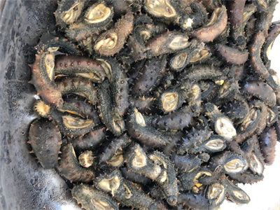 海参菌菇炖汤的做法？海参菌菇炖汤的做法窍门