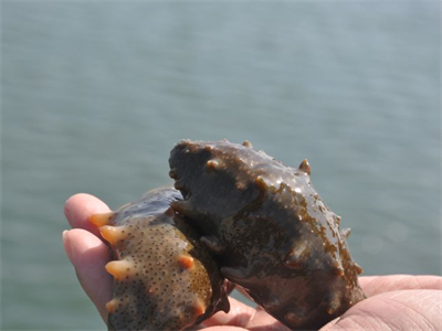 海参虾仁猪肉饺子的做法，海参虾仁猪肉饺子的做法大全