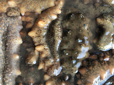 海参鲜蘑菇的做法(海参鲜蘑菇的做法视频)