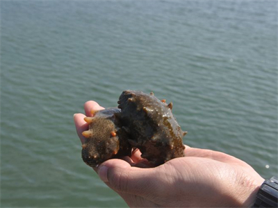 即食海参炒葱的做法？即食海参的吃法与做法