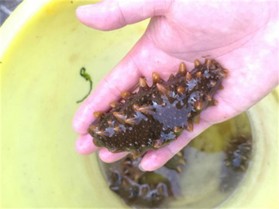 海参冬虫夏草煲鸡汤的做法，海参冬虫夏草煲鸡汤的做法视频