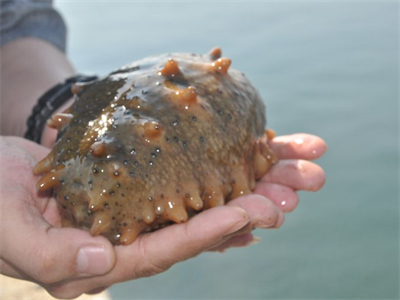 海参油菜的做法(海参油菜的做法大全)